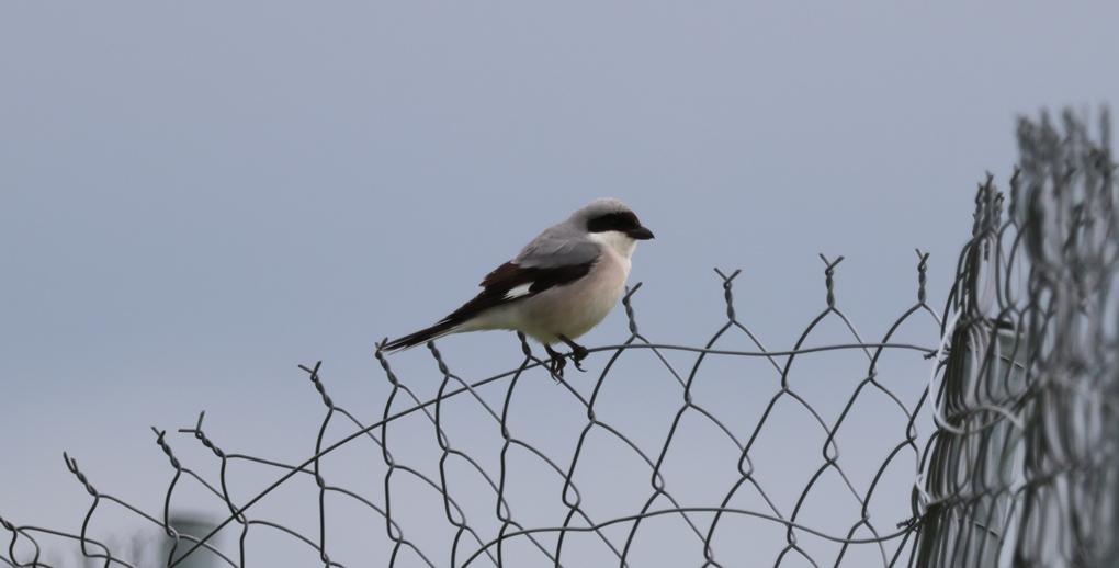 Lesser Gray Shrike
